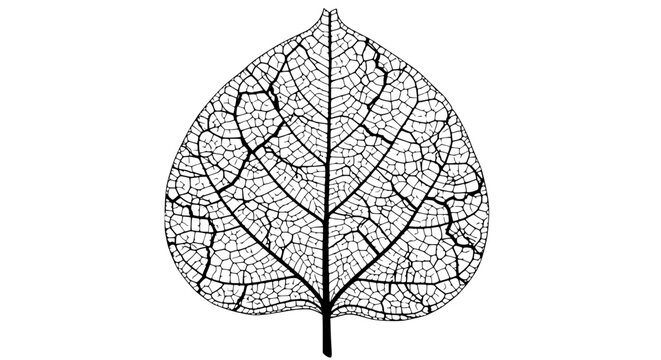 Delicate Symmetrical Skeleton Leaf Vein Pattern