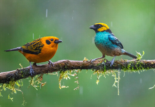 Golden Tanager and Saffron-crowned Tanager perched on mossy branch in the rain