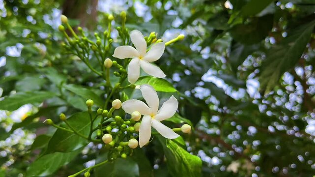 Beautiful white pinwheel flowers in natural light. Tabernaemontana divaricata
