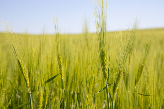 Closeup shot of green wheat field.
