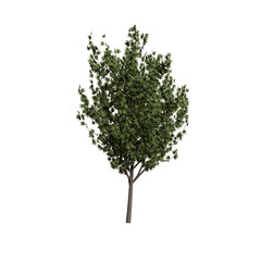 Naklejka premium Isolated Tree on Black Background