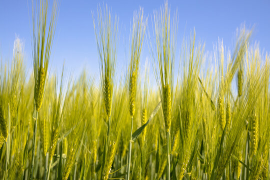 Closeup shot of green wheat field.