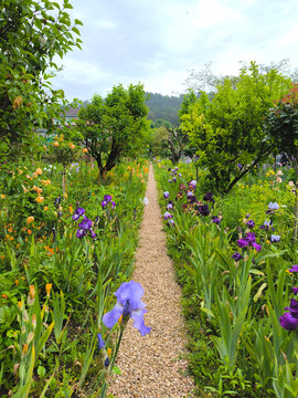 Iconic Gravel Path Through Monet's Flower Garden at Giverny with Colorful Bearded Iris, Roses, and Fruit Trees in Spring