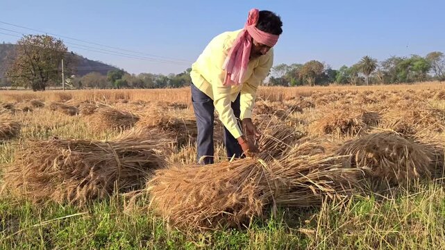 Indian farmer bundling harvested wheat crop