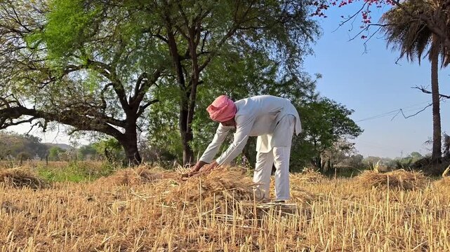 Indian farmer bundling harvested wheat crop