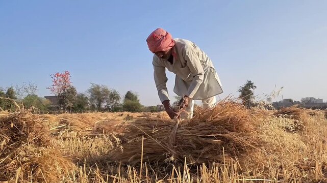 Indian farmer bundling harvested wheat crop