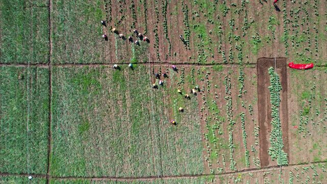 Aerial drone footage from above of local farmers picking the harvest of red onions in a flat big field, gathering them by packets, in Dompu regency, Sumbawa island, Indonesia
