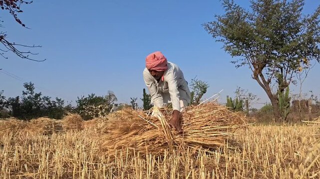 Indian farmer bundling harvested wheat crop