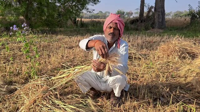 Indian farmer working in wheat field during harvest season
