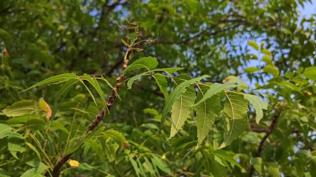 Neem tree leaves swaying in the wind