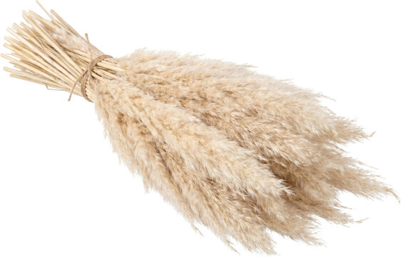 Dried Pampas Grass Bunch Isolated on Transparent Background