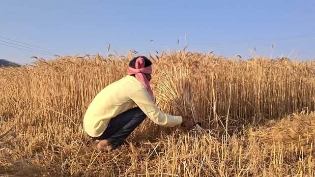 Indian man cutting wheat with sickle
