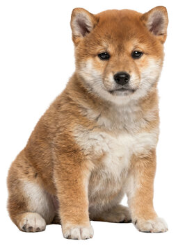 Shiba Inu Puppy Sitting Isolated on Transparent Background