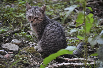 Obraz premium Adorable gray tabby kitten sitting outdoors with green foliage background, showcasing curious feline expression and cute domestic animal portrait in natural light.