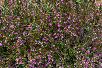 Fototapeta premium Close-up of vibrant pink wildflowers blooming among dense green foliage, showcasing natural floral beauty and lush garden vegetation in a serene outdoor environment.