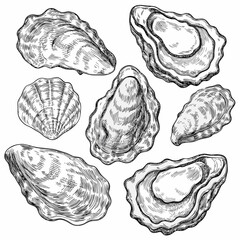 oyster shells engraving vintage scientific illustration on white background © Satyajit