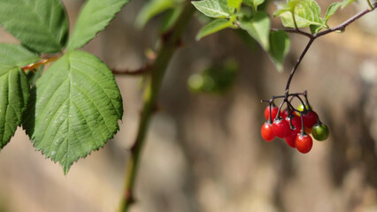 Fototapeta premium Close-up of Red and Green Woody Nightshade Berries on a Branch