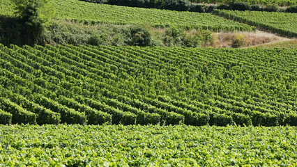 Obraz premium Lush Green Rows of Grapevines in a Saint-Émilion Vineyard Landscape