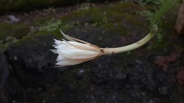 Wijayakusuma flower, Wiku flower, Disocactus anguliger, a type of cactus