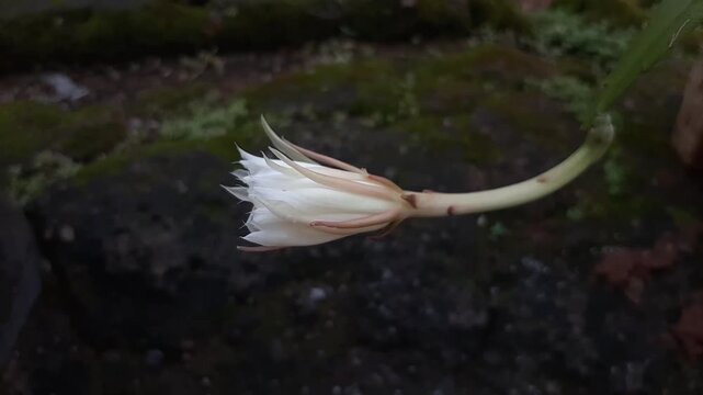 Wijayakusuma flower, Wiku flower, Disocactus anguliger, a type of cactus