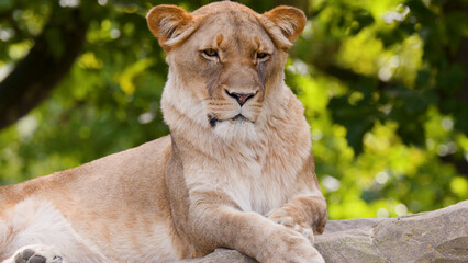 Fototapeta premium Majestic Lioness Resting on a Rock with Lush Greenery Background
