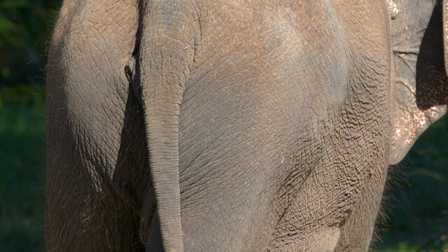 Close-Up Rear View of Asian Elephant Showing Wrinkled Skin and Tail
