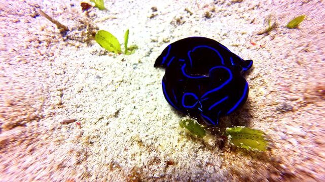 A striking blue flatworm moves across the sandy seabed, surrounded by small green plants. Ideal for marine biology content and educational materials.