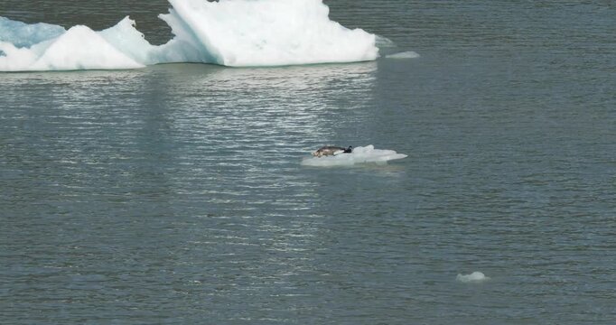 Harbor seal with a baby seal on an iceberg at Dawes Glacier, Endicott Arm fjord, Alaska.