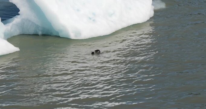 Harbor seal with pup swimming next to an iceberg at Dawes Glacier, Endicott Arm fjord, Alaska.