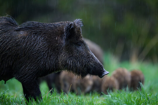Wild boar protecting its herd in the rain