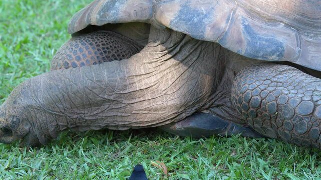 Giant Aldabra Tortoise Grazing on Green Grass in Australia Zoo