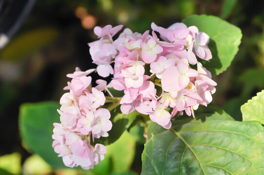 Hydrangea or macrophylla or Hydrangeaceae or pink hydrangea