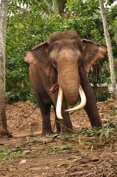 Nadungamuwwa Raja is an Indian tusker born in 1953 in Mysore India. He was the current main casket bearer of the procession of Esala Perehera held in Srilanka.