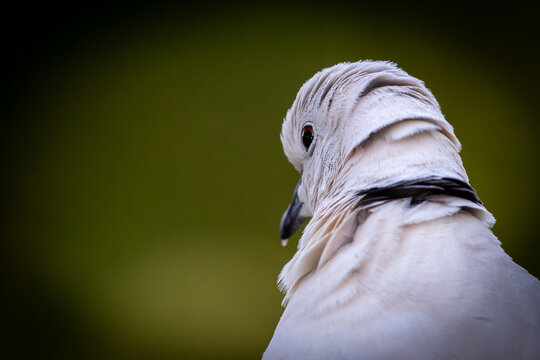 Collared Dove Turning Back with Ruffled Feathers