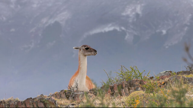 a guanaco sitting on a hill and chewing grass at torres del paine national park in patagonia, chile