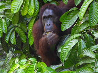Expressive Orangutan eating while looking into the camera. © Lianlly Jerome