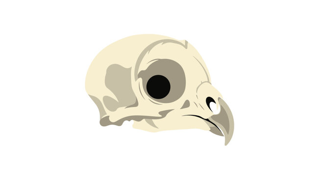 Bird skull with hooked beak isolated on white background