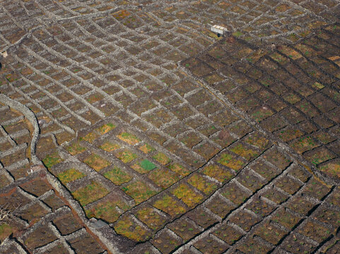 Aerial view of traditional volcanic stone walls protecting vineyards in a grid pattern Biscoitos, Azores, Portugal.