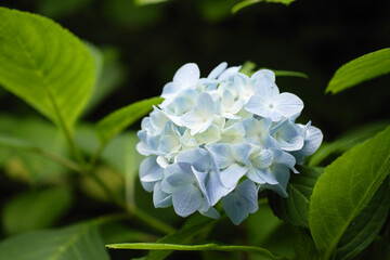 紫陽花 © Luca Ide