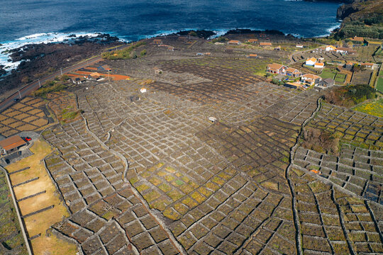 Aerial view of unique stone-walled vineyards known as curraletas along the volcanic coastline with the blue ocean in the background in Biscoitos, Azores, Portugal.