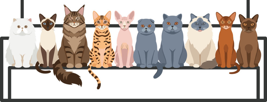 Multiple Cat Breeds Sitting in a Row on a Shelf Vector Illustration with Persian, Bengal, Sphynx, and British Shorthair Cats