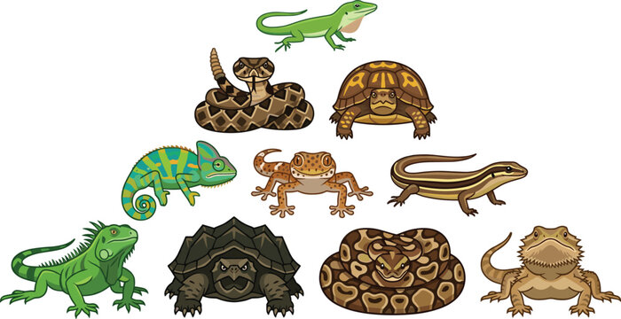 Exotic Reptile Species Vector Collection with Iguana, Chameleon, Snake, Turtle, Gecko, and Bearded Dragon in Cartoon Style