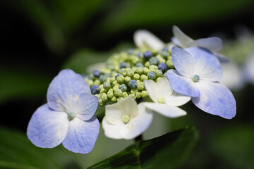 紫陽花のつぼみ © Luca Ide