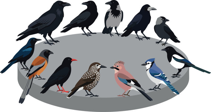 Corvid Bird Species Vector Collection Featuring Crows, Ravens, Blue Jay, Magpie, and Jay Perched on Round Platform in Flat Style