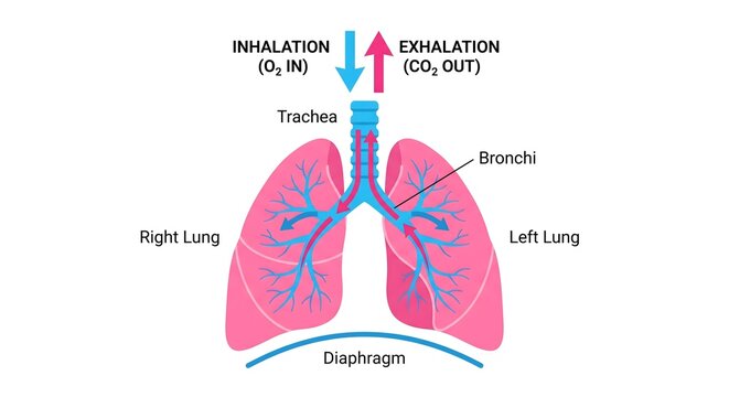 Anatomy of the Human Lungs and Respiratory Process Diagram
