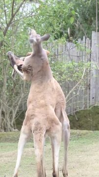 Two kangaroos engaged in a fierce boxing match on grassy terrain outdoors