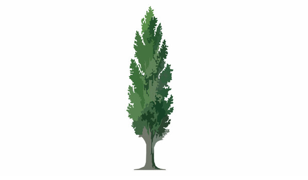 Poplar Tree Isolated Vector Illustration