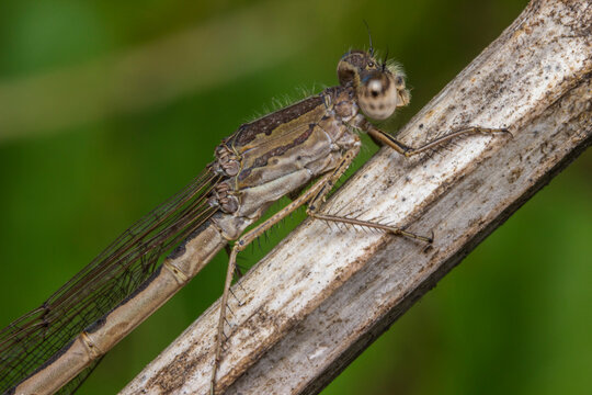 Sympecma dragonfly close-up sitting on a branch on a blurred green background.