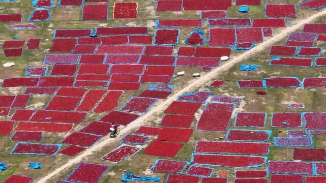 Aerial view of red chili peppers drying on blue tarps in a field with a person on a bicycle on a path in Panchagarh, Rangpur Division, Bangladesh.