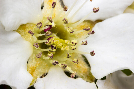 white sakura flower very large pland. stamens and pistils of sakura